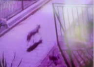 توثيق جديد لثعالب ابن اوى داخل حدائق وأحياء مدينة يافا